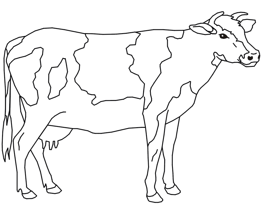 planse desene de colorat vaca vitel taur bou